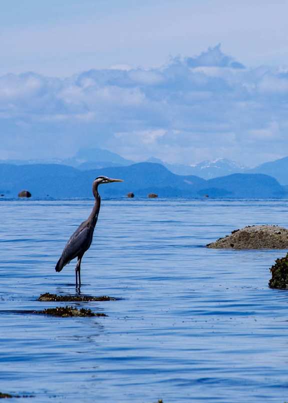 A heron stands on a rock in the water.