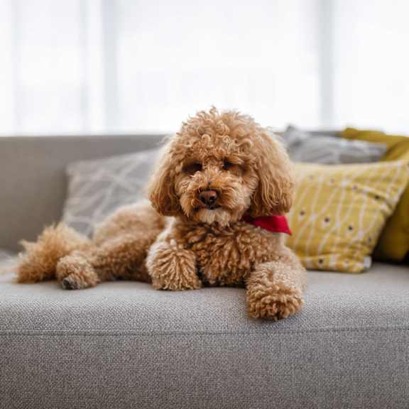 A brown dog with a red collar is sitting on a grey couch.