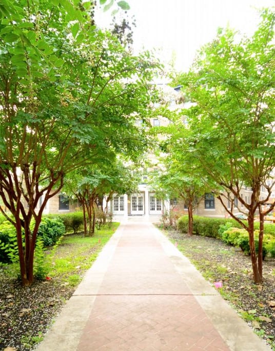 a sidewalk with trees on both sides