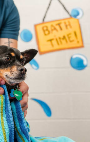 A Dog in a Pet Spa at Current812, Clarksville, IN 47129