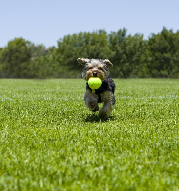 a small dog running with a tennis ball in its mouth