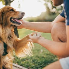 Person Petting a Dog at The Oxford Apartments, Oxon Hill