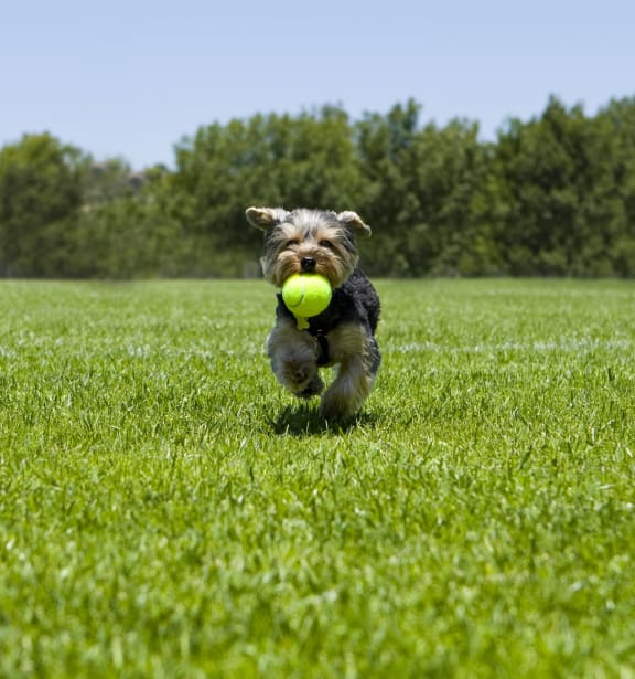 a small dog running with a tennis ball in its mouth