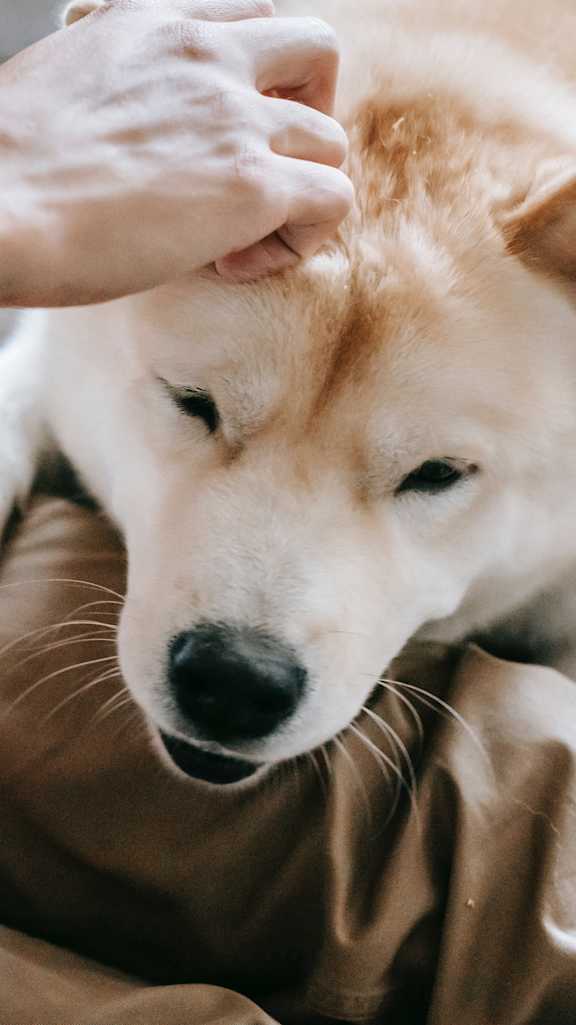 man loving dog at The Village at Sun Valley Apartments, Mesa