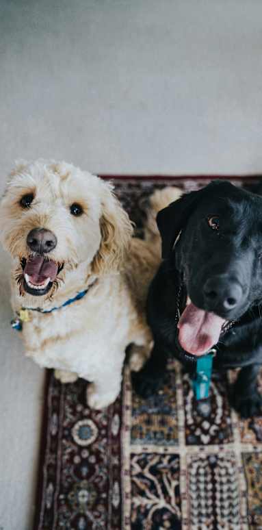 Cat And Dog at Paperbox Lofts, Salt Lake City, UT