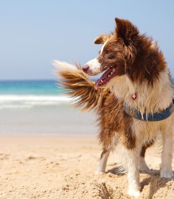 dog on the beach at Via Lugano, Boynton Beach, 33436