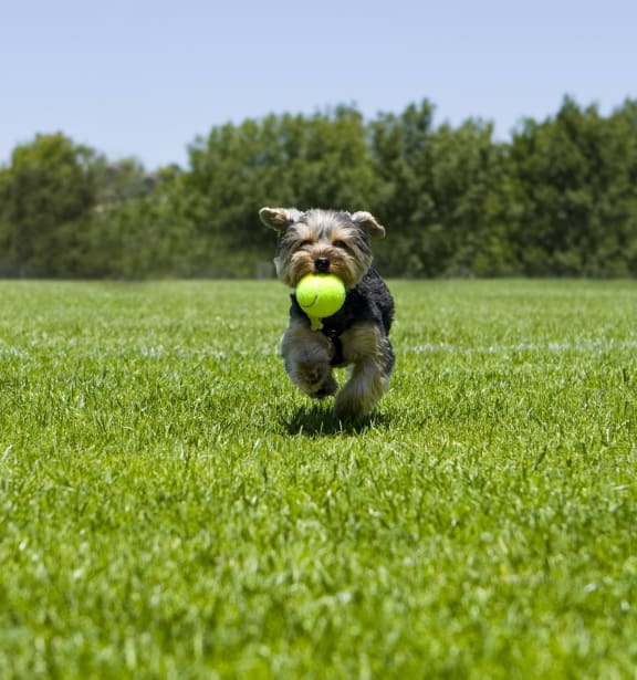 a small dog running with a tennis ball in its mouth