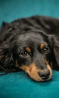 A close-up of a dog's face with a blurred background.