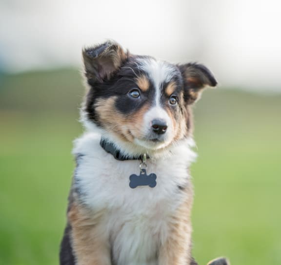 cute puppy