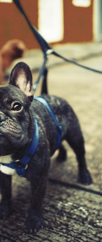 Pet-Friendly Community at Retreat at Crosstown, Riverview, Florida