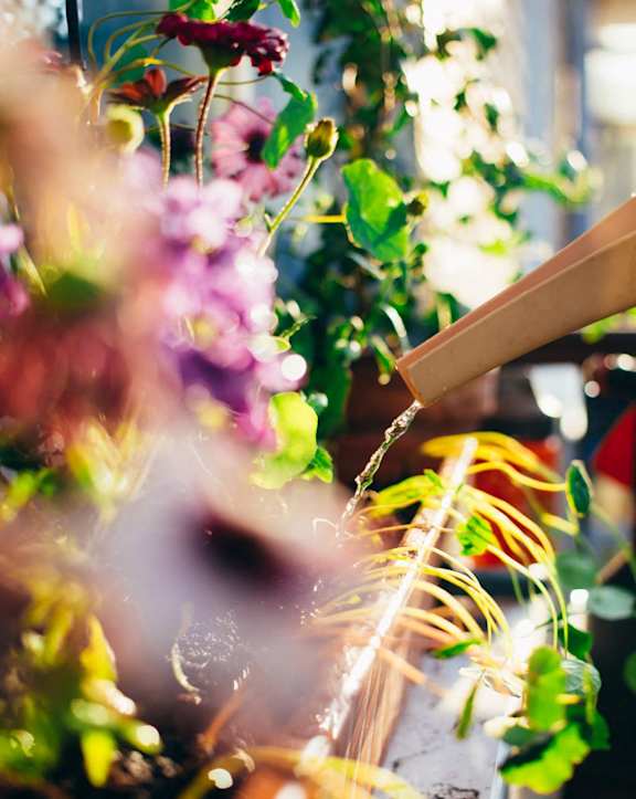 a person watering a plant in a flower garden