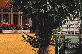 A yellow house with a tree in front.