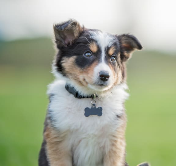 a brown and white dog sitting in the grass at Bavarian Village Apartments, Indianapolis, 46235