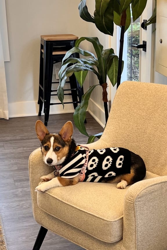 a dog laying on a chair in a living room