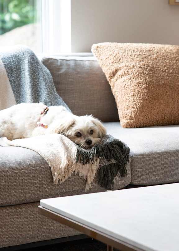 A dog is sitting on a couch with a pillow and a blanket.