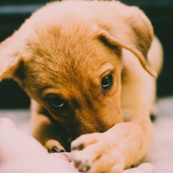 puppy golden retriever