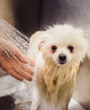Adorable Small Dog Getting Bath