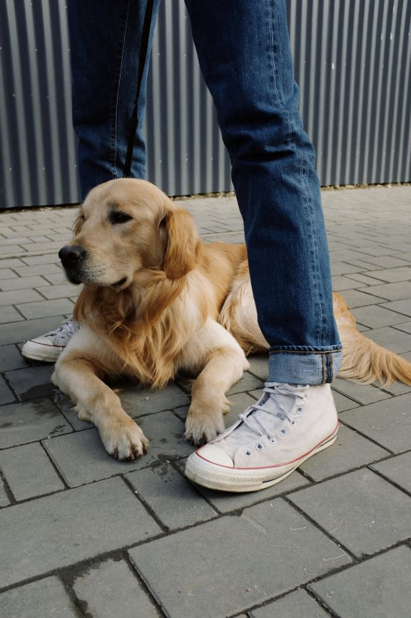 a dog laying on the ground next to a persons legs