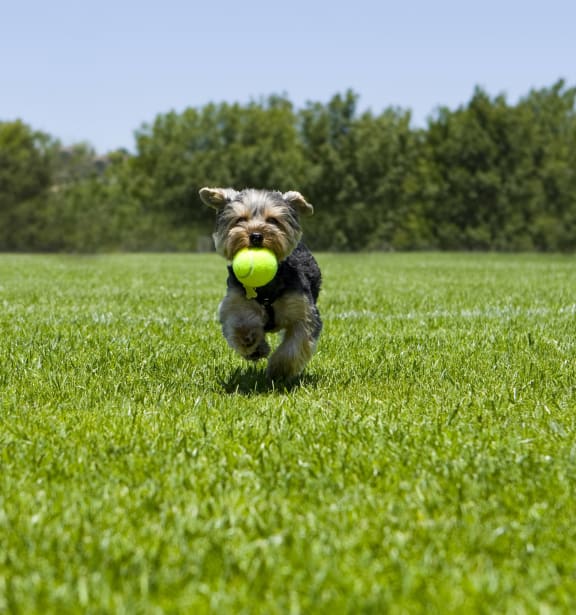 a small dog running with a tennis ball in its mouth
