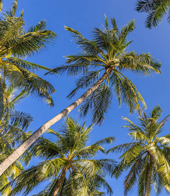 Palm trees reach up towards the sky.at Rosswood Villa Apartments, Santa Ana, CA 92701