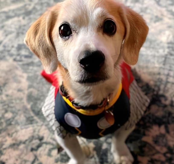 Mesa Verde Pets Dog