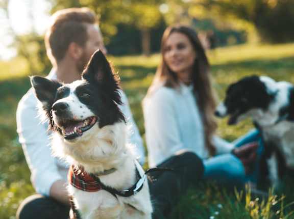 Man and Woman Sitting Outside on Grass with Dogs