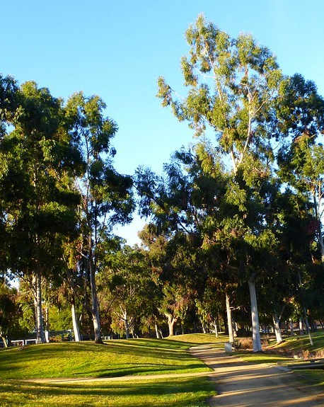 A park with a pathway and trees.
