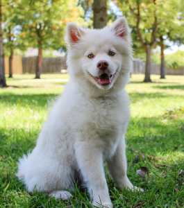 White dog sitting calmly, looking alert and friendly, with soft fur and a relaxed posture.