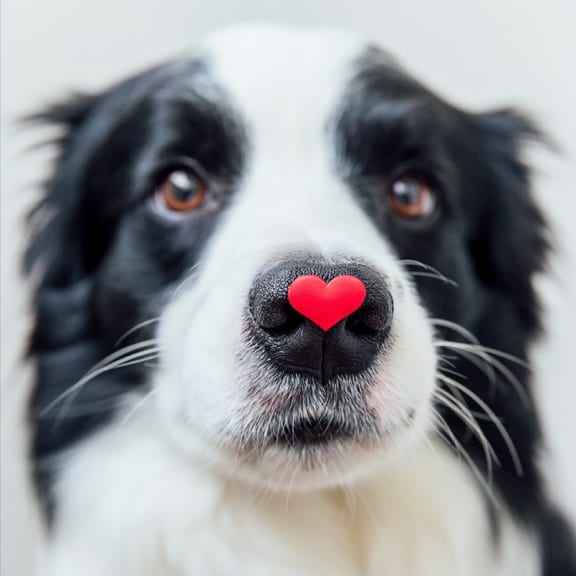 a black and white dog with a red heart on its nose at Versus, Calgary, AB