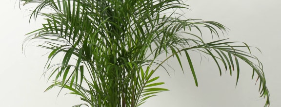 a group of potted plants in a white room