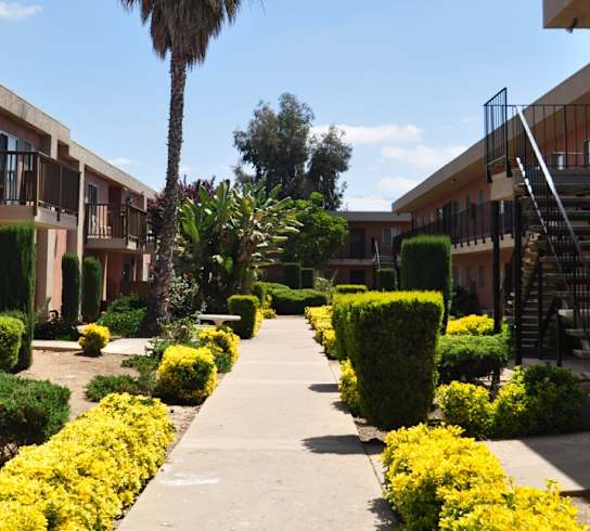 A sunny day at a residential complex with a palm tree in the middle.