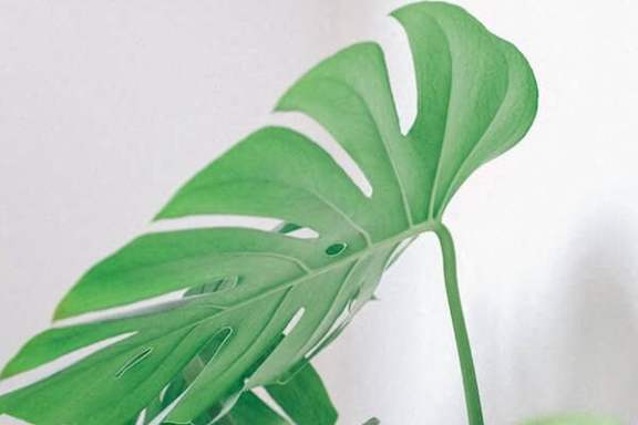 A green leaf with white stripes on it.