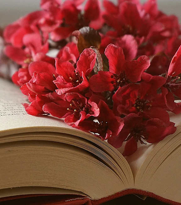 Red flower resting on the pages of an open book.