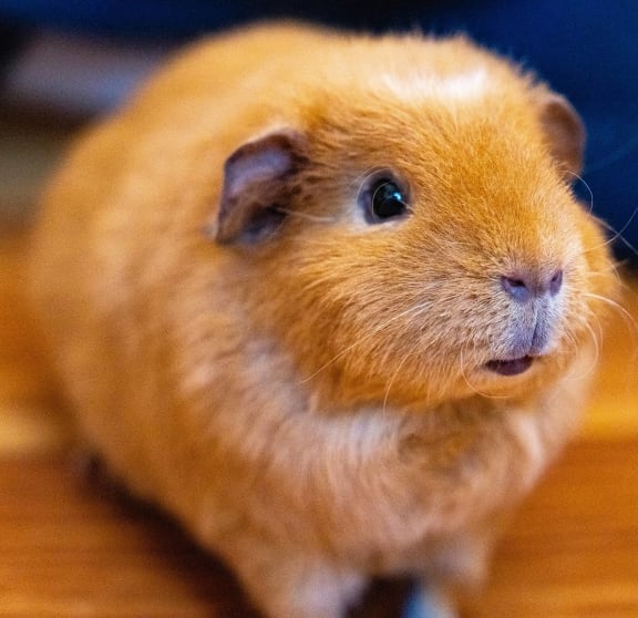 a golden guinea pig sitting on a wooden floor