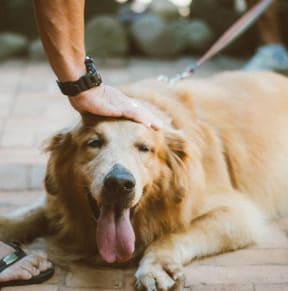 person-touching-golden-retriever at Sterling Park Apartments, Grove City, OH, 43123