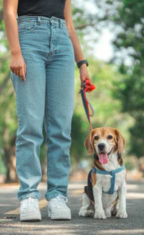 A person walking a dog on a leash in a park. at Hallwood Manor Apartments, Mentor, OH