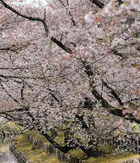 A pathway with cherry blossoms