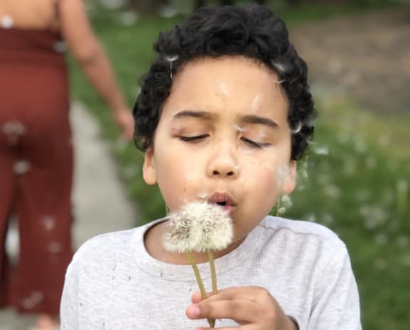 a young girl blowing a dandelion on a stick