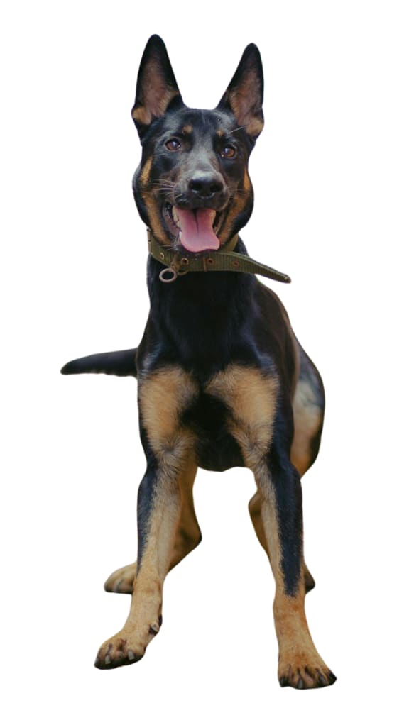 a small brown and black dog with a green background