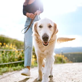 a person walking a dog on a leash on a path