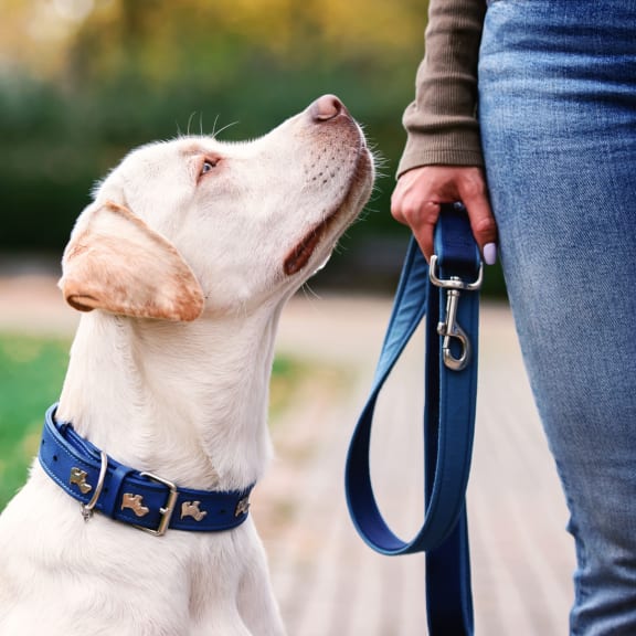 person walking a yellow dog at Wildflower, Kennewick, WA 99336