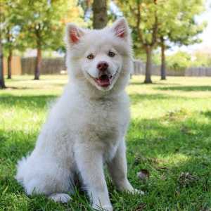 a white dog sitting in the grass
