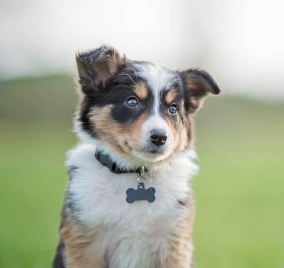 Dog at Polo Run Apartments, Greenwood, IN, 46142