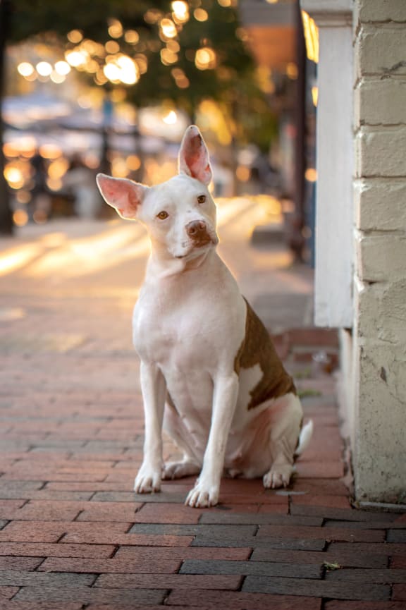 a small white dog sitting on a sidewalk at Sono Central in Norwalk, CT, 06854