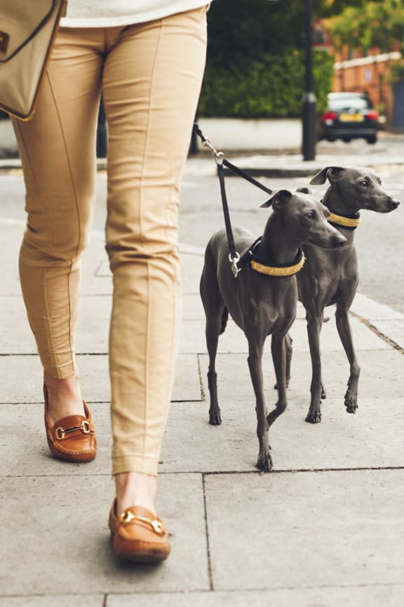a person walking two dogs on a leash on a sidewalk at The Parker in Portland, Oregon 97209