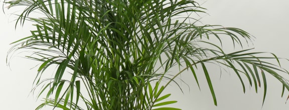 a group of potted plants in a white room