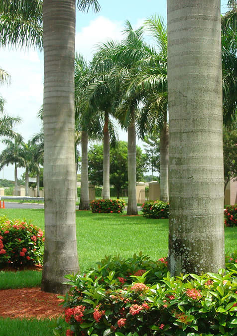 Monterey Pointe Apartments lush landscaping at Monterey Pointe, Homestead, FL