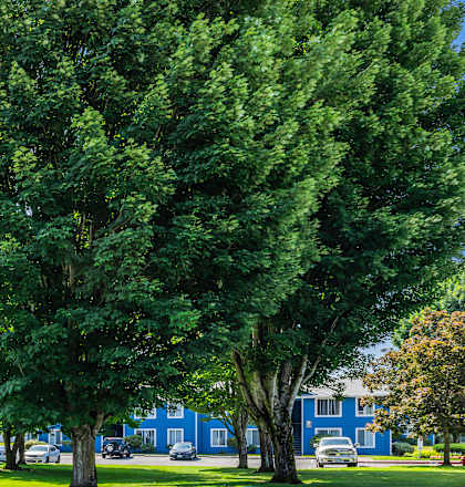 A blue building with a sign that says The Orchards.