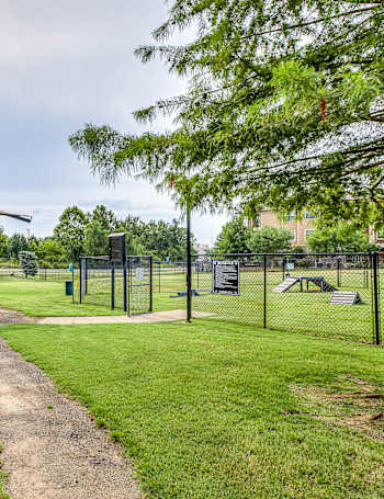 A park with a wooden bench and a green tree.