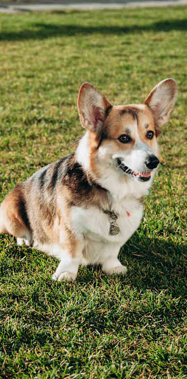 A playful Corgi dog running in a grassy field, its ears perked up and tail wagging.